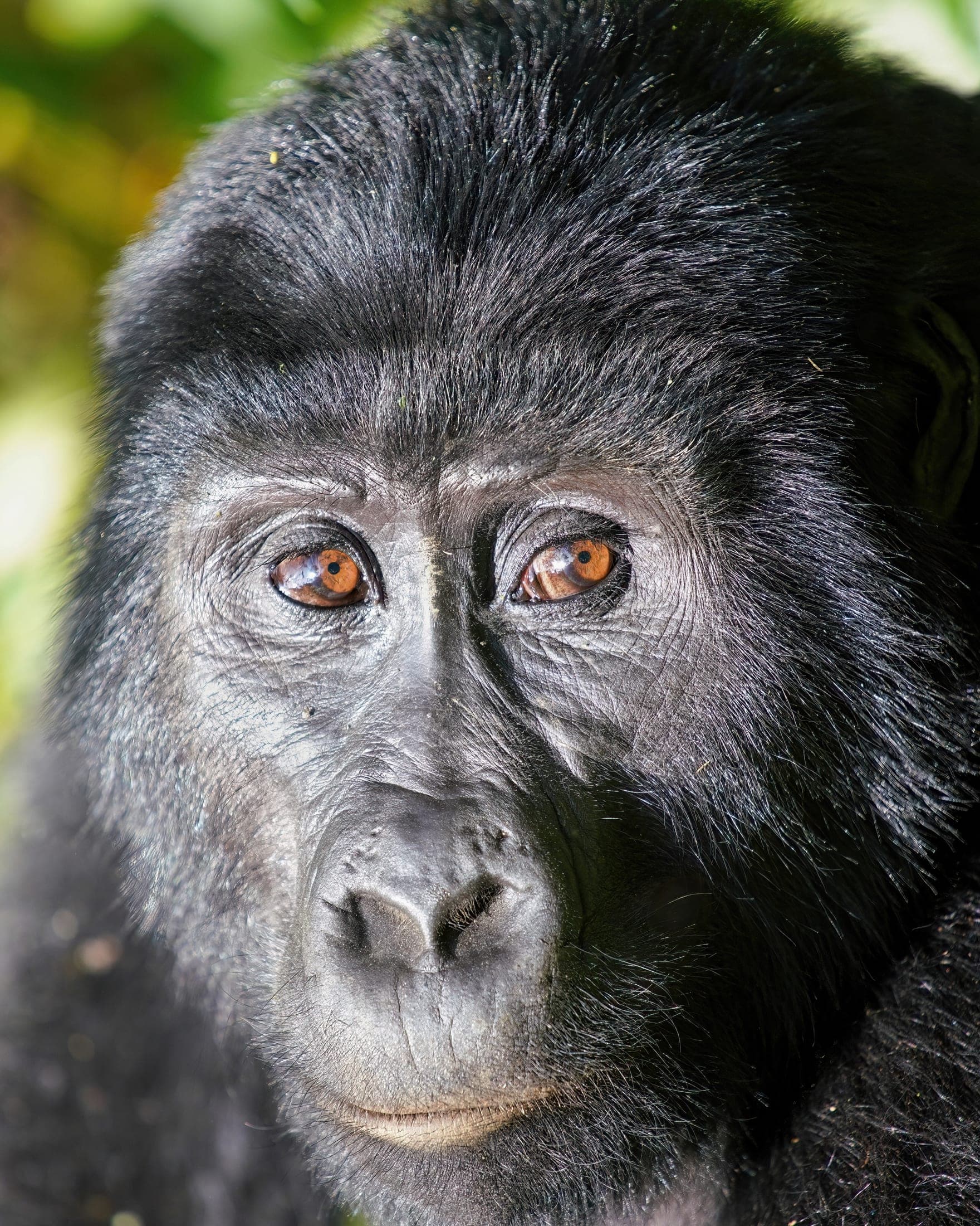 Why gorilla trekking needs a softer day afterward